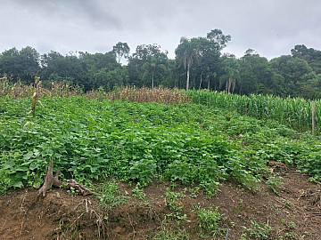 Ch�cara de 10.000m� � Venda | Campo Magro